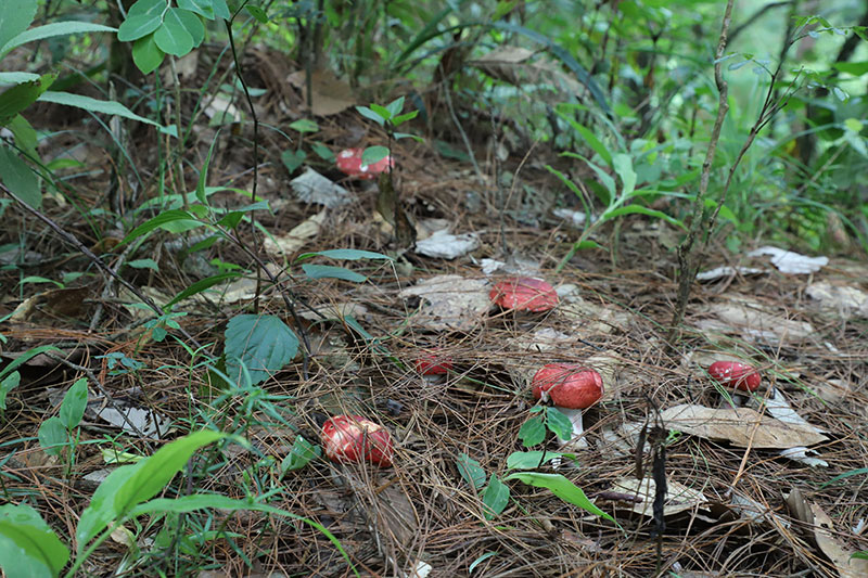 云南墨江品尝野生菌子宴。