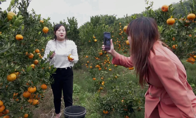 崔晓玲和同伴在果园带货柑桔。
