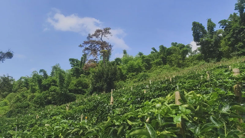 連片的百香果綠意盎然。