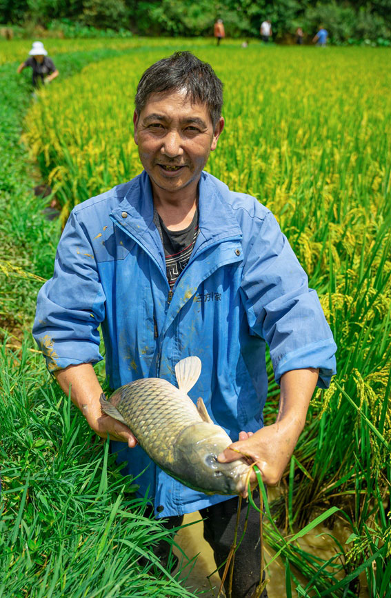 云南安宁稻花鱼喜获丰收。安宁市委宣传部供图