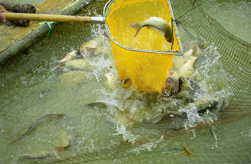 雲南安寧稻花魚喜獲豐收。安寧市委宣傳部供圖
