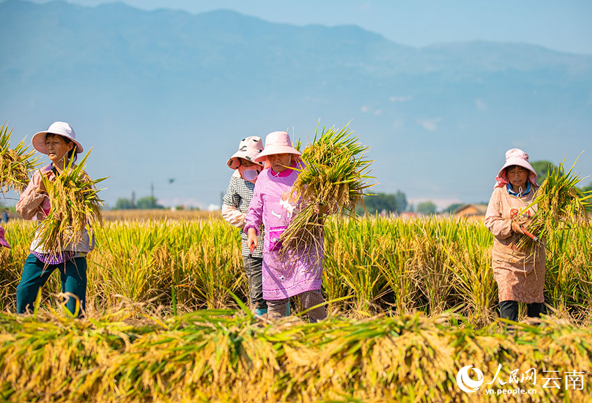 村民正在收割水稻。人民網 虎遵會攝