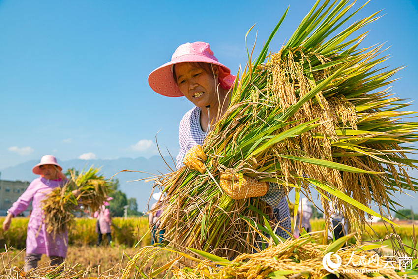 村民正在收割水稻。人民網 虎遵會攝