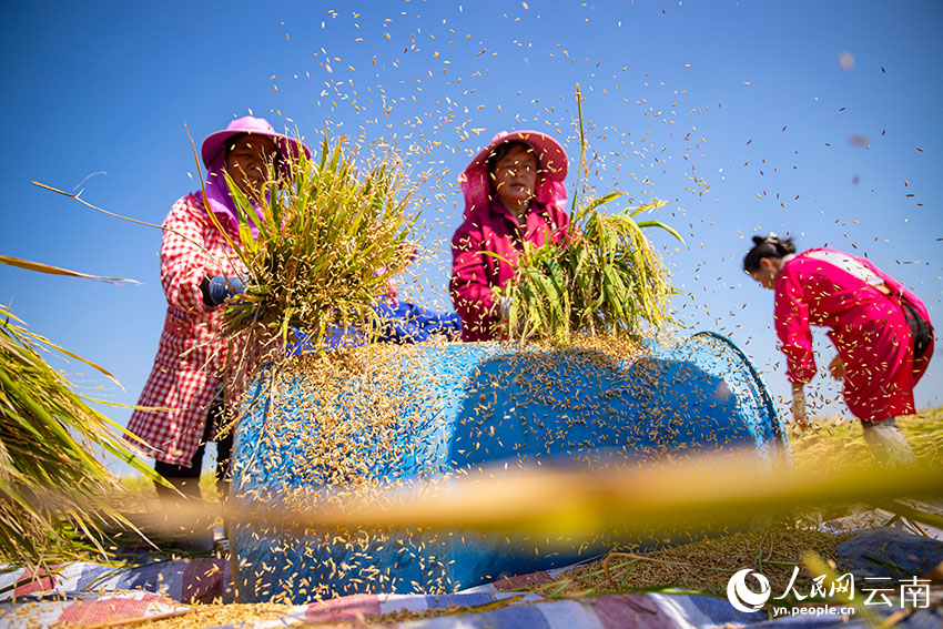 村民正在將水稻脫粒。人民網 虎遵會攝