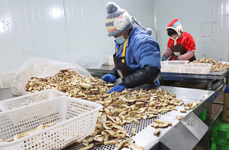 工人在凍庫裡分揀出口凍菌。南華縣融媒體中心供圖