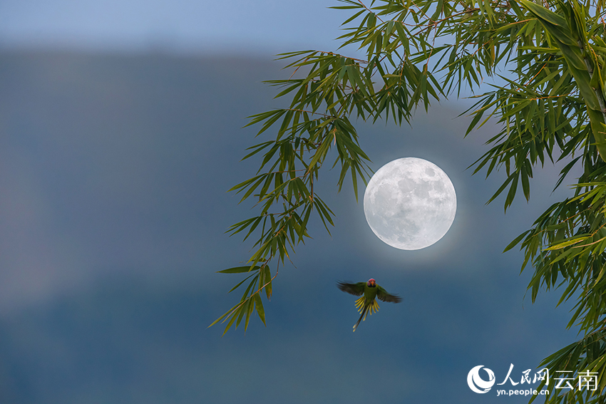 翠竹、鹦鹉与月亮。贾雷摄
