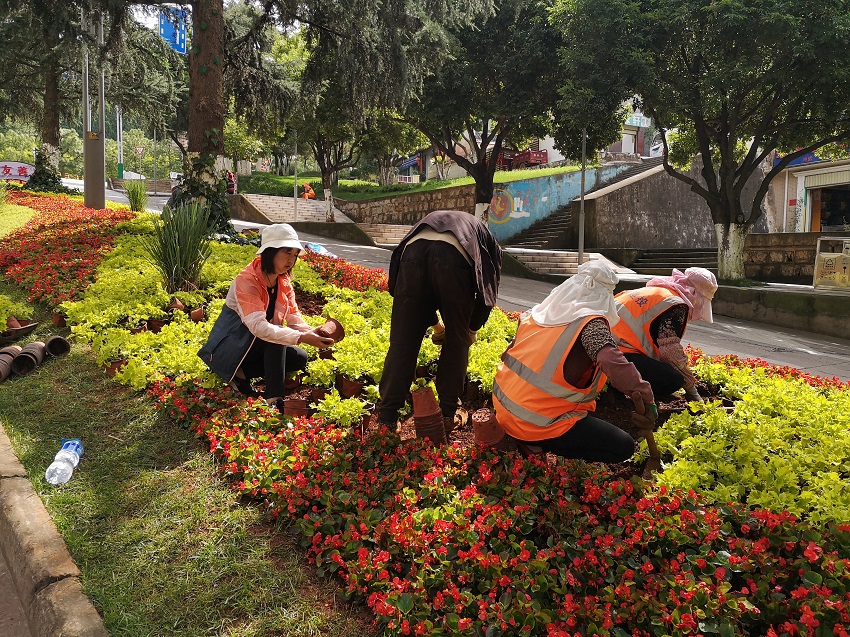 周金萍（左一）正和其他工作人員打理城市綠化景觀。受訪者供圖