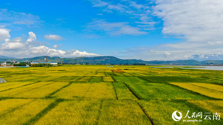 羊街乡万亩优质稻。开远市融媒体中心供图