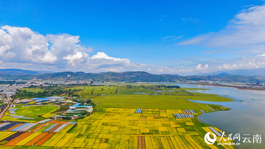 羊街乡万亩优质稻。开远市融媒体中心供图