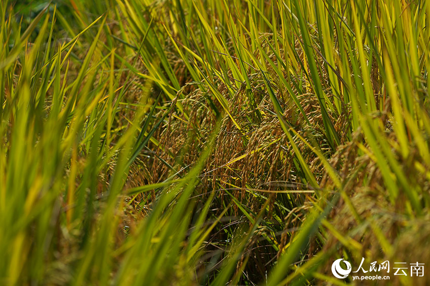 羊街乡万亩优质稻。开远市融媒体中心供图