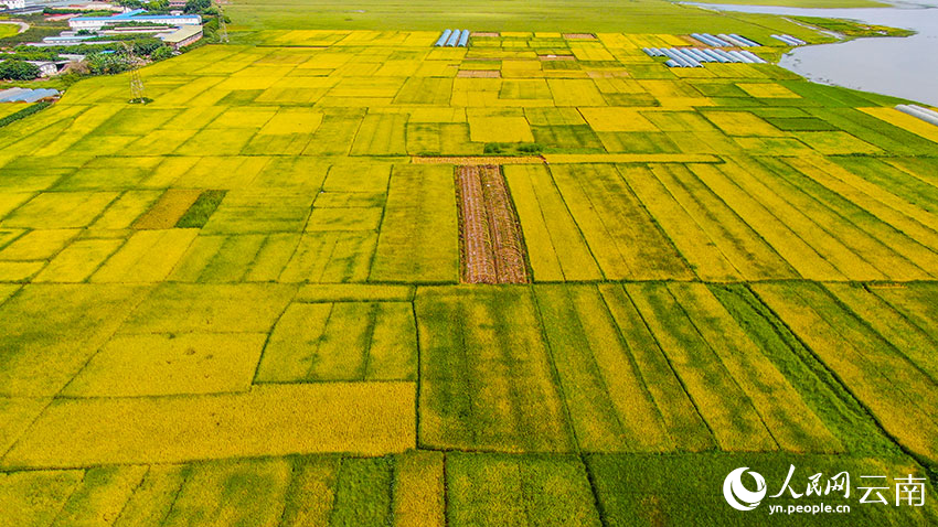 羊街乡万亩优质稻。开远市融媒体中心供图