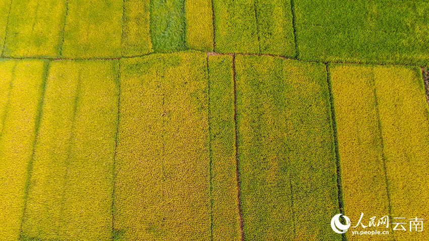 羊街乡万亩优质稻。开远市融媒体中心供图