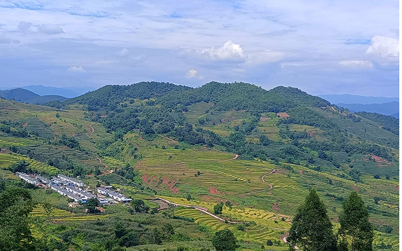 雲南墨江1000余畝雜交稻旱稻陸續成熟，呈現一片金黃。