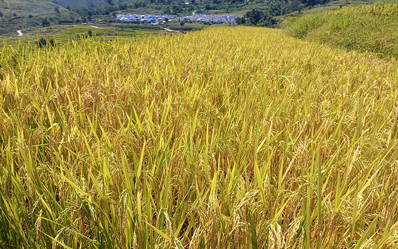 雲南墨江1000余畝雜交稻旱稻陸續成熟，呈現一片金黃。