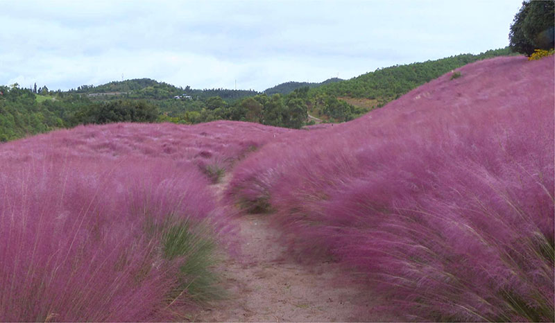 玉溪市红塔区玉山城粉黛乱子草进入盛花期。王旭摄