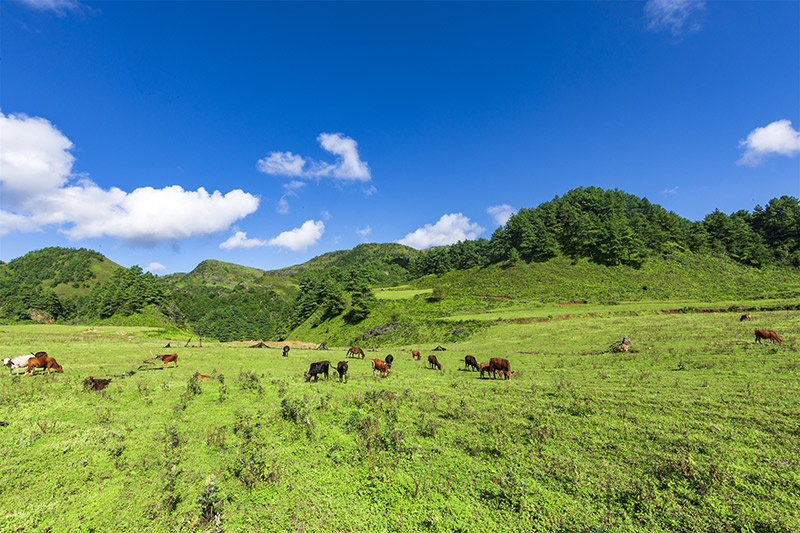 施甸县天然牧场。杜海生摄