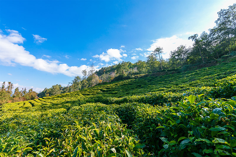施甸县茶山。杜海生摄