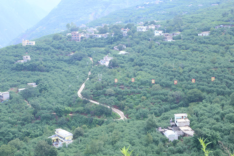 巧家县包谷垴乡青山村青花椒产业园。包谷垴乡供图