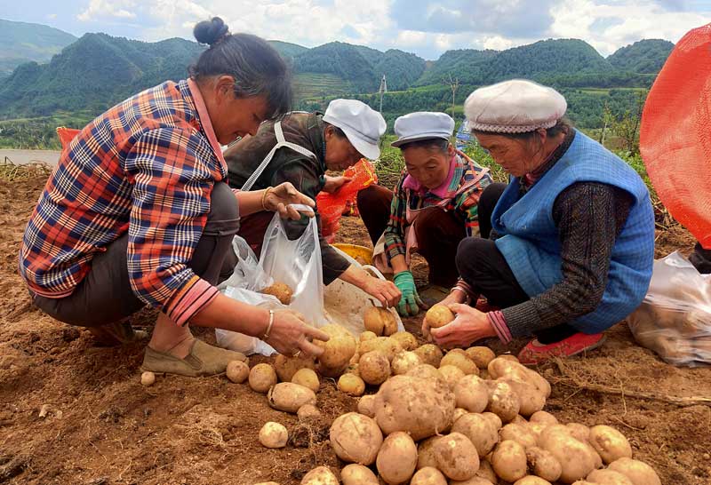 农民正在采收马铃薯。