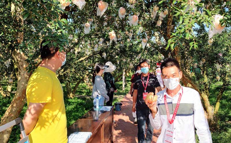 與會嘉賓到古樹石榴園考察。鄧家晨攝