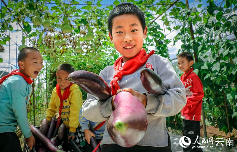 靖外明德小學的勞動課上學生自己動手採摘茄子。人民網曾智慧攝