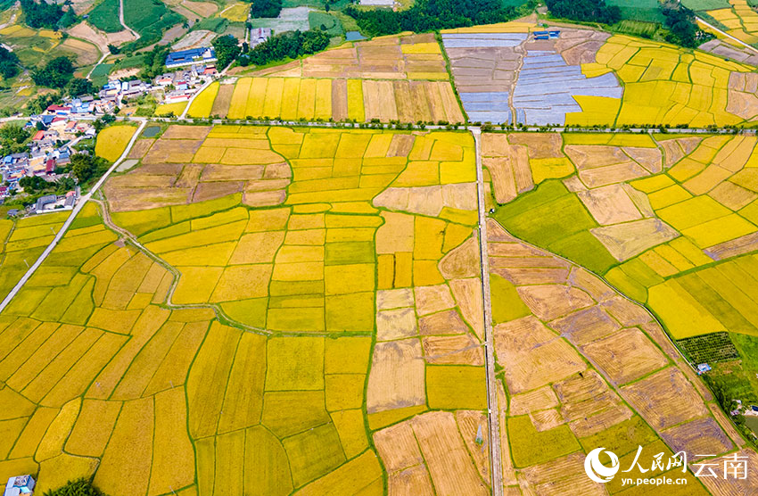 风吹稻浪好风光。人民网 虎遵会摄