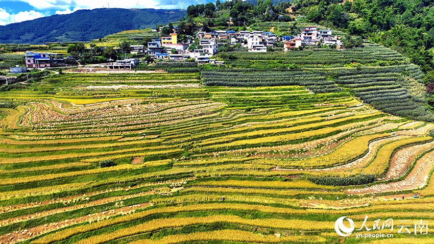紫米水稻成熟了。联珠镇政府供图（摄于今年8月）