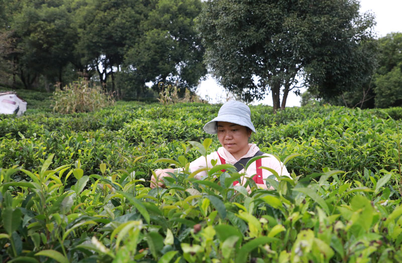 云南宁洱：做好茶园管理 保障秋茶品质 助力乡村振兴