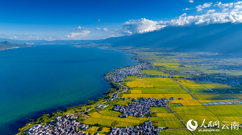 洱海之畔的田园“丰”景。赵渝摄