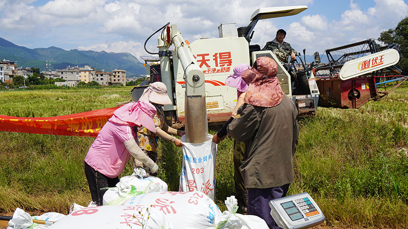 云南澄江4000余亩示范水稻进入收割期。保娜摄 (3)