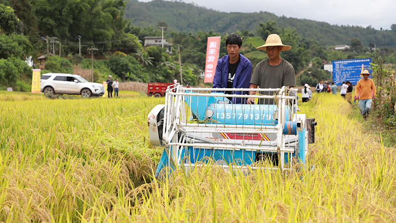 亩产超600公斤 云南宁洱山地旱种杂交稻试种成功。李清摄