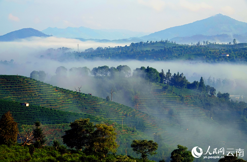 普洱茶山美景如画。刘庆明摄