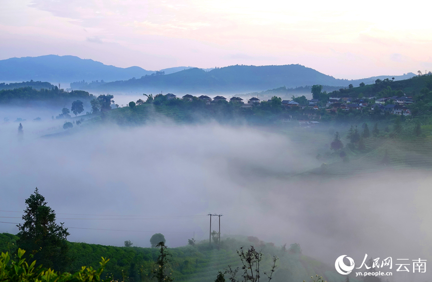普洱茶山美景如画。刘庆明摄