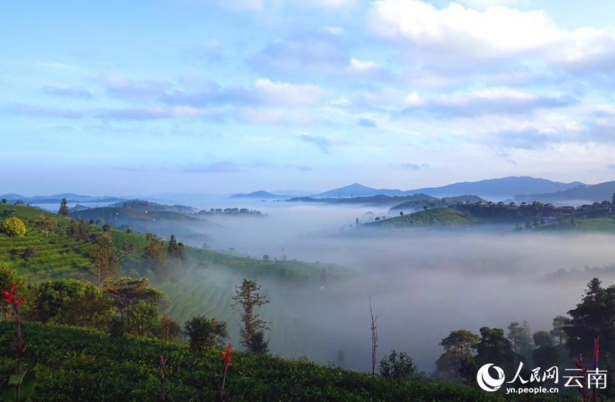 普洱茶山美景如畫。劉慶明攝