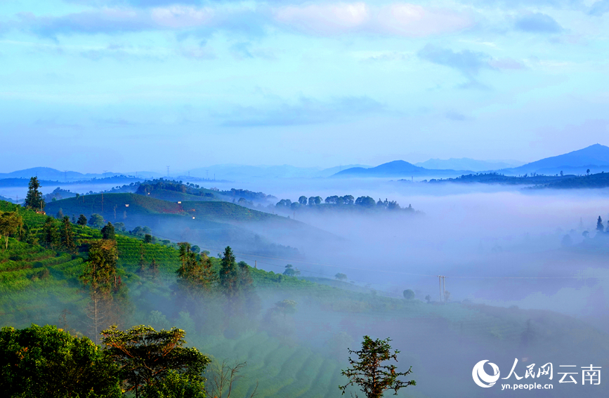 普洱茶山美景如画。刘庆明摄