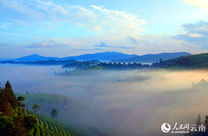 普洱茶山美景如画。刘庆明摄