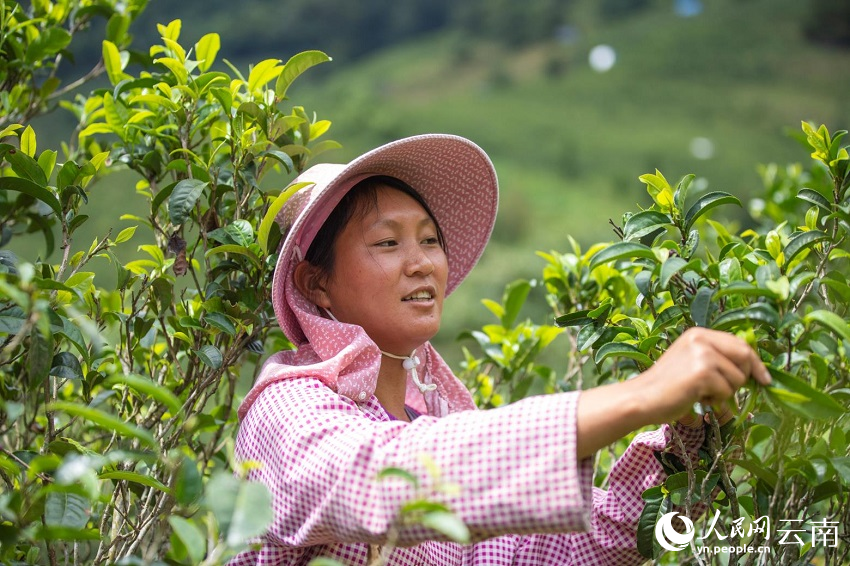 雷火竞技注册茶香双江 小茶叶的“大作为”(图1)