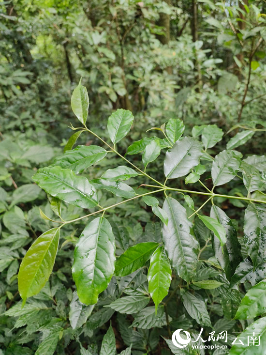 林下更新的八蕊单室茱萸幼苗。赵金超摄