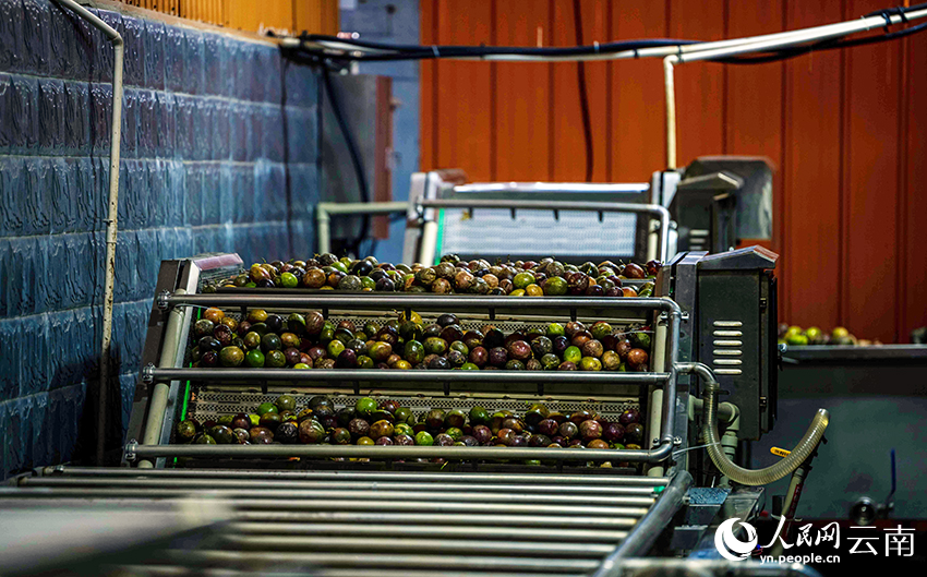 百香果加工厂里，机器正在清洗果子。人民网记者 程浩摄
