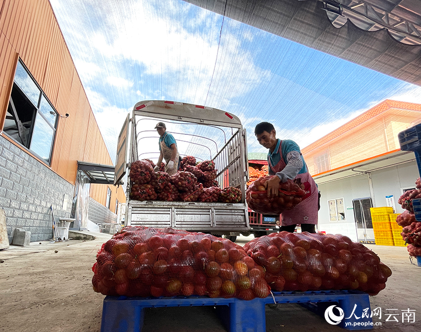 工人们正在搬运百香果。人民网记者 程浩摄