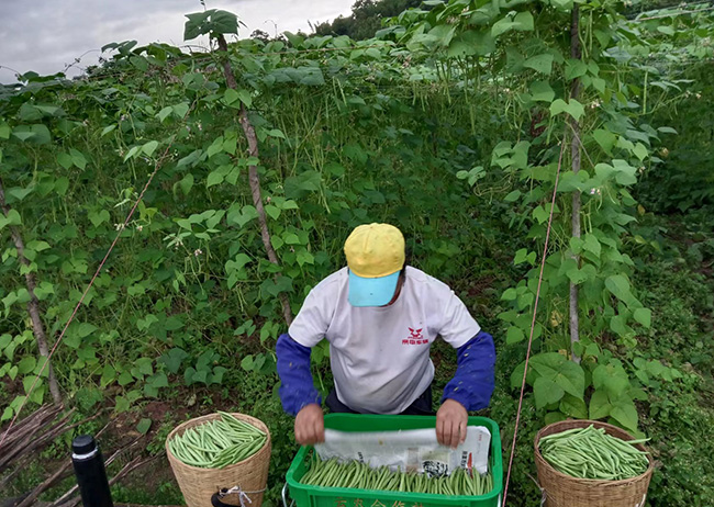 景谷鎮四季豆豐收。
