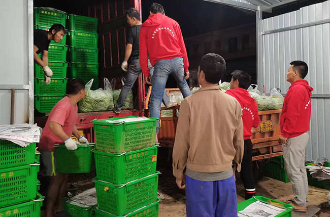 景谷鎮四季豆豐收。