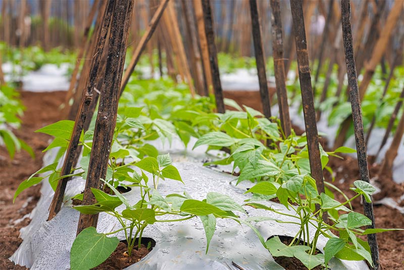 茁壯成長的豆苗。奚川江攝