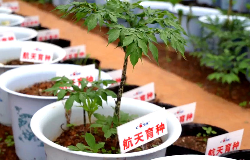 航天育種。