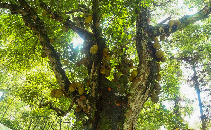 图0-傣寨拉劳村2000余棵菠萝蜜树为这里带来“甜蜜”日子。-盈江县融媒体中心-供图