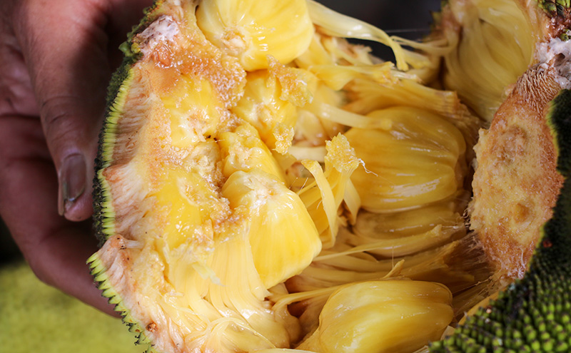 图3-拉劳村的菠萝蜜香甜软糯，口感品质佳。-盈江县融媒体中心-供图