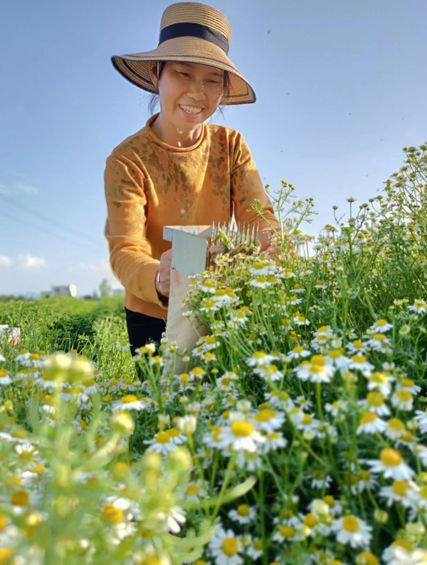 周菊萍在采摘洋甘菊。周菊萍供图