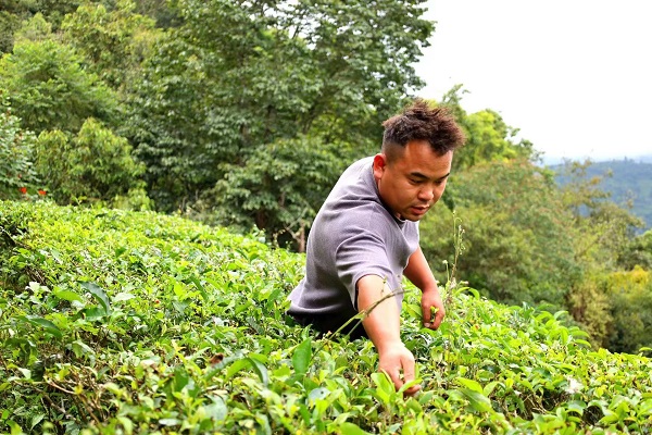 高文斗在採摘茶葉。范鹍翔攝