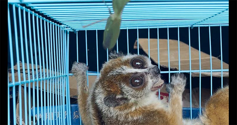 国家一级重点保护动物倭蜂猴伤愈回归大围山。屏边县融媒体供图