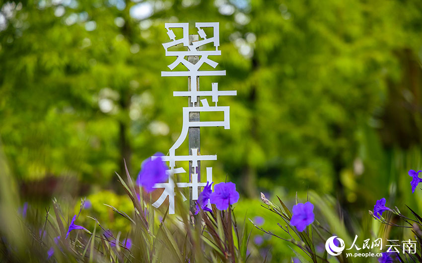 深秋时节，芒市的湿地公园内鲜花依旧绽放。人民网 刘怡摄